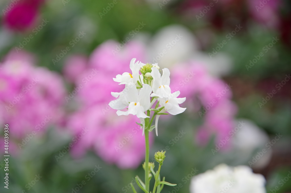 白の花