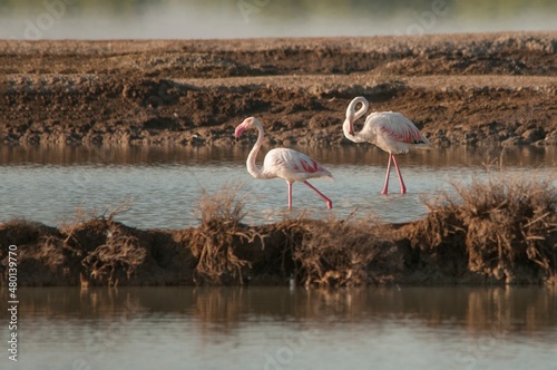 The common flamingo is a species of phoenicopteriform bird in the Phoenicopteridae family. photo