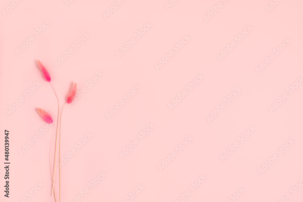 Valentine's Day background. Fluffy grass on pastel pink background. Valentines day concept. Flat lay, top view, copy space