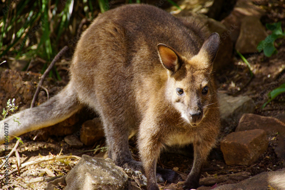 Small kangaroo, the red-necked wallaby (Notamacropus rufogriseus), Tasmania, Australia