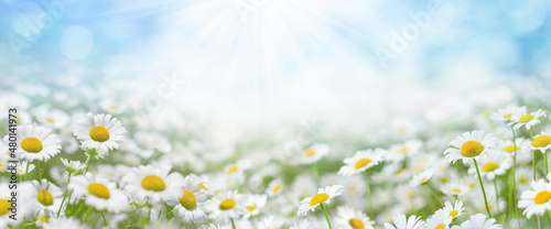 Fototapeta Naklejka Na Ścianę i Meble -  Beautiful daisies in the sun. Summer bright landscape with daisy wildflowers in the meadow. Summer background with wildflowers..