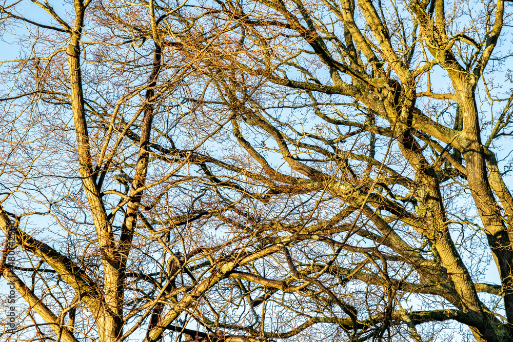 Trees Without Leaves During Winter Season In England Uk Trees Without Leaves During Winter Season In England Uk