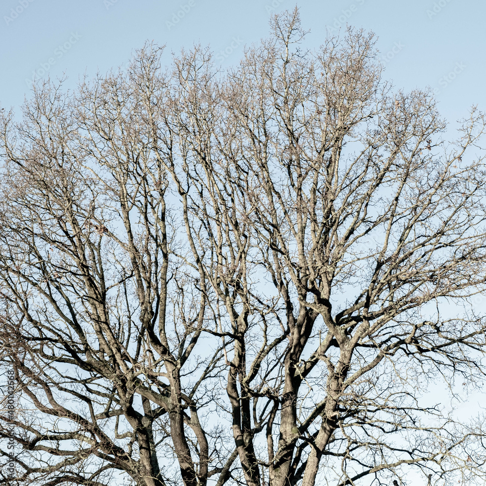 Trees Without Leaves During Winter Season In England Uk Trees Without Leaves During Winter Season In England Uk