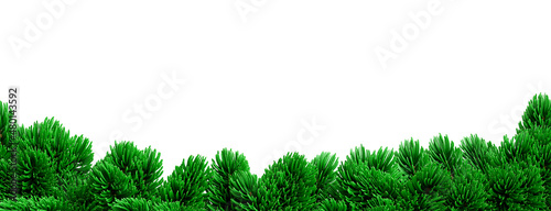 pine branch on white background,clipping path