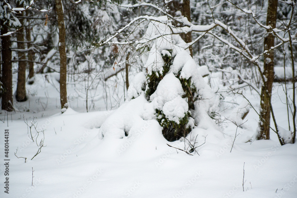 winter forest under the snow. travel in winter. impenetrable forest winter forest under the snow. travel in winter. impenetrable forest