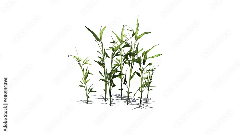 Fototapeta premium Switch Cane plant with shadow on the floor - isolated on white background - 3D illustration