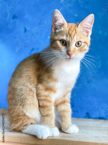 Cute little ginger tabby kitten sitting and looking into your eyes