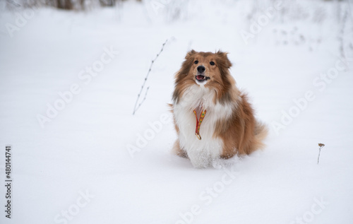 sheltie puppy runs through the snow in the park