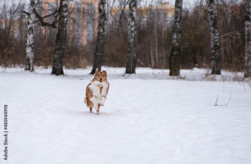 sheltie puppy runs through the snow in the park sheltie puppy runs through the snow in the park