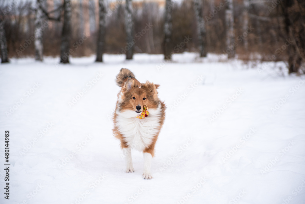 sheltie puppy runs through the snow in the park sheltie puppy runs through the snow in the park