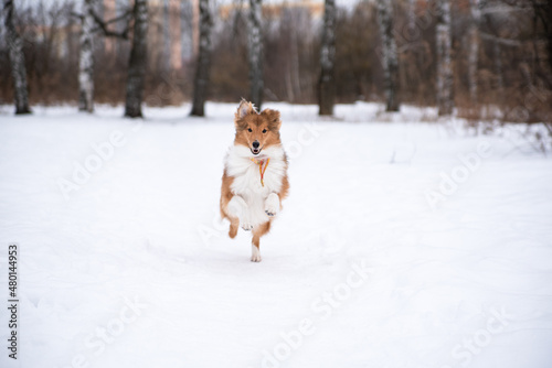 Fototapeta Naklejka Na Ścianę i Meble -  sheltie puppy runs through the snow in the park