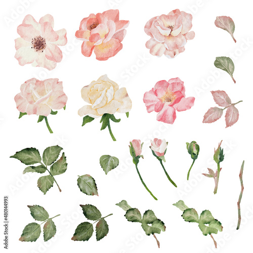 watercolor blooming rose branch flower bouquet elements collection
