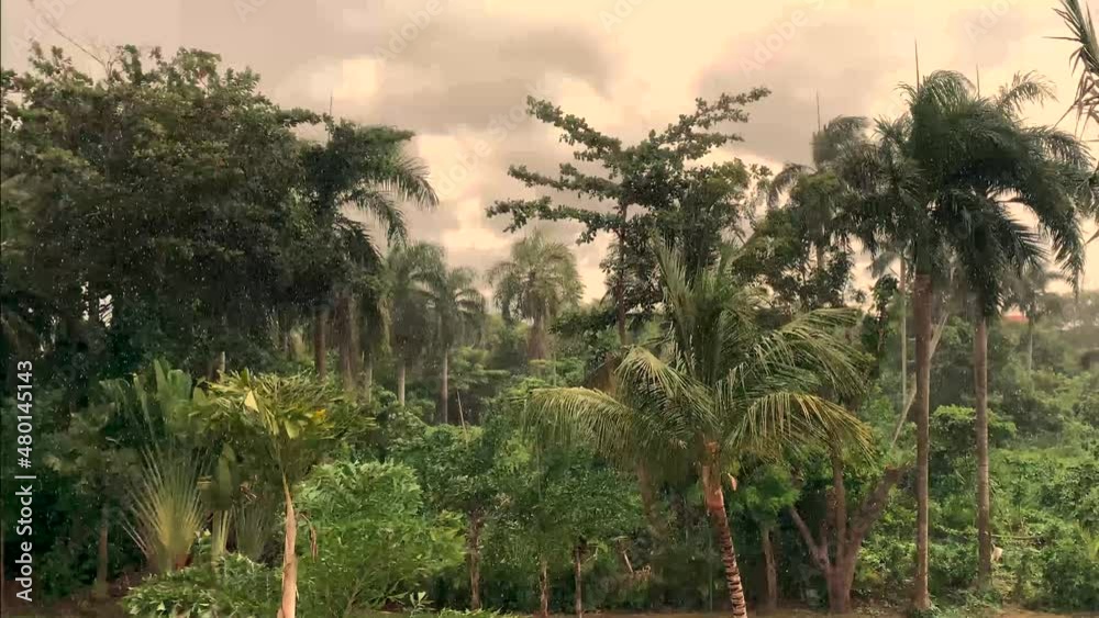Tropical showers (rain) in the Dominican Republic are frequent, but do not last long.  Punto Cana (Dominican Republic).