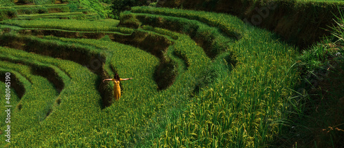 Panel kuchenny z motywem A beautiful girl walks along rice terraces on the island of Bali in Indonesia, panorama. A beautiful girl in a yellow dress walks through green rice fields. A young woman walks on rice terraces