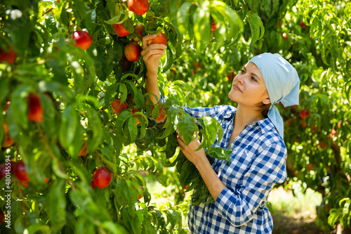 Fotografie, Obraz Young female horticulturist in kerchief during harvesting of nectarines in garde