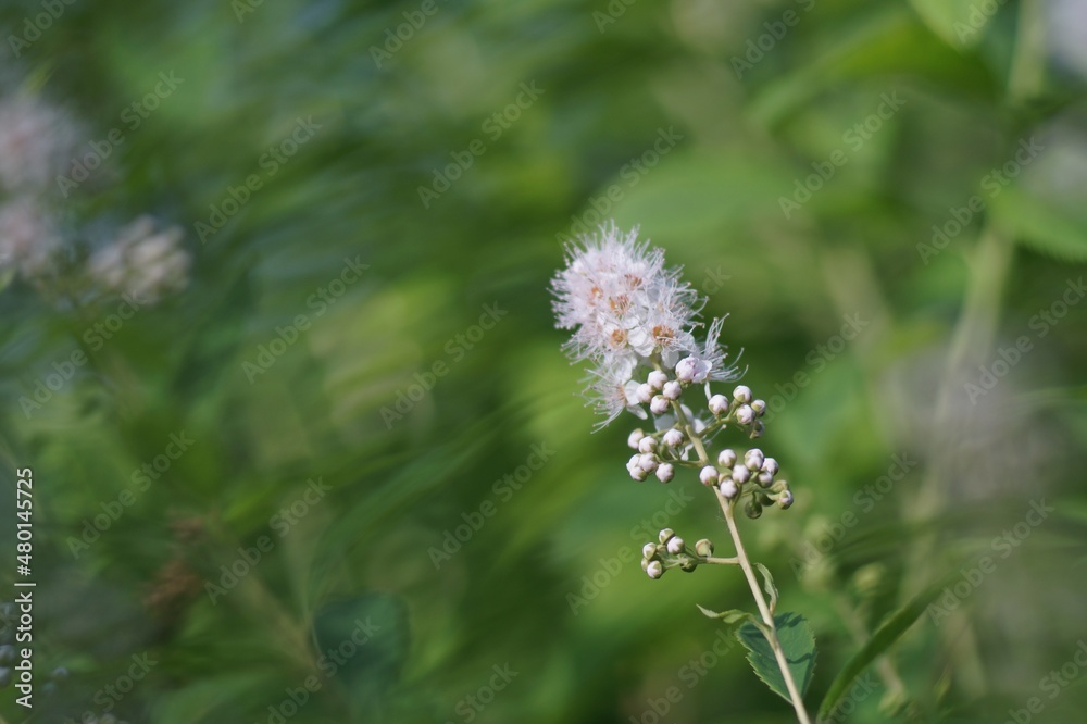 Full-color horizontal photo. Flowering of a wild herbaceous plant. Meadowsweet blooms with panicle-type inflorescences.