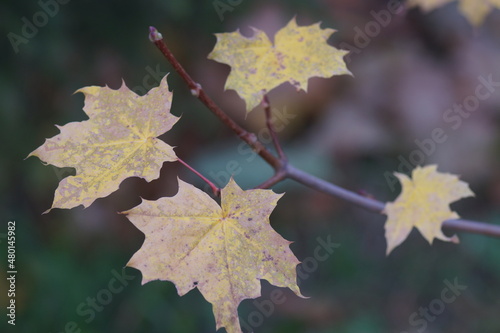 Full-color horizontal photo. Dry maple leaves in late autumn. Gray-yellow on green.