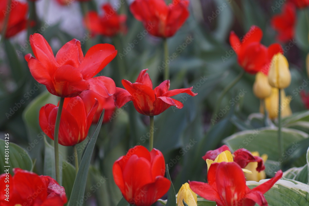 Fototapeta premium Full-color horizontal photo. Red tulips in spring.