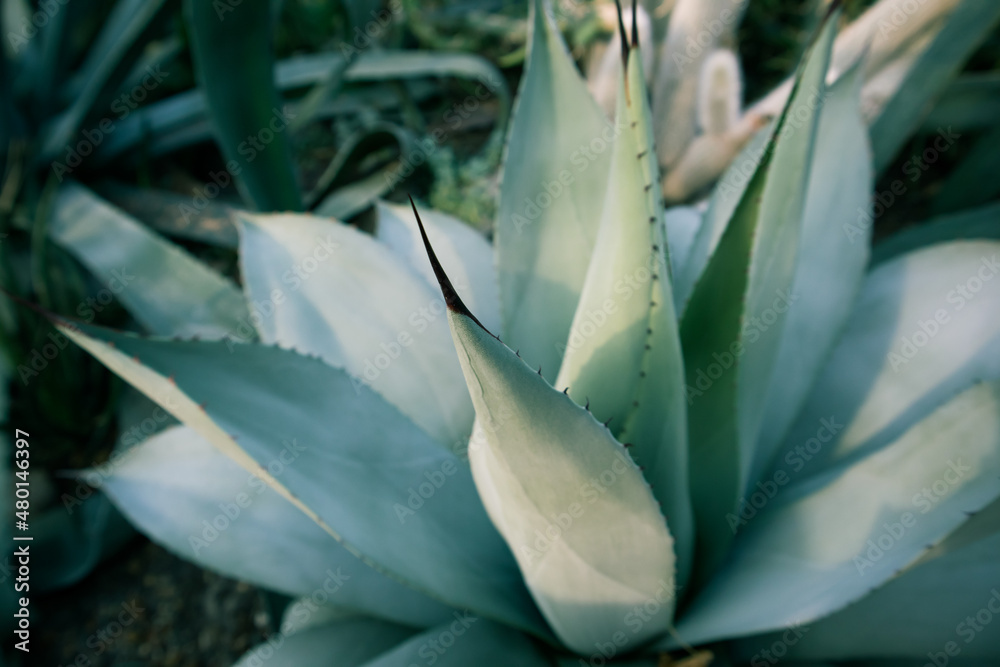 Obraz premium Giant blue-green agave leaves with sharp spines. Growing flowers. Botanical garden. Asparagaceae backgrounds textures. Exotic plants of Mexico used in pharmacology, cosmetic products. Cacti succulents