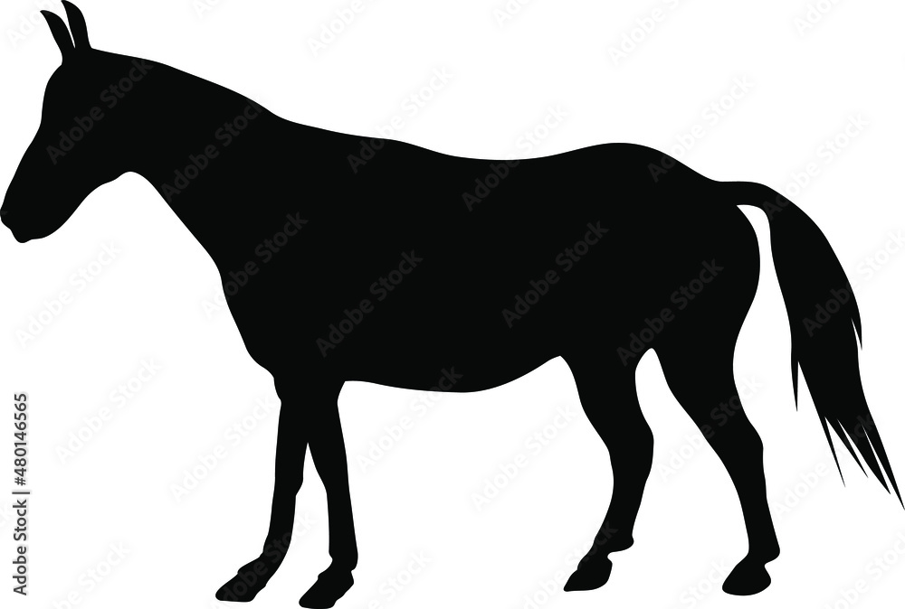 Fototapeta premium Horse silhouette. Domestic cattle. Vector illustration isolated on white.