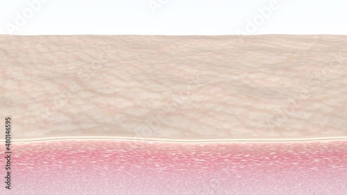 Skin care 3D animation showing skin exfoliation process, removing of dead dry skin cells. Ad for chemical peeling, laser resurfacing, microdermabrasion, or skin exfoliating products photo