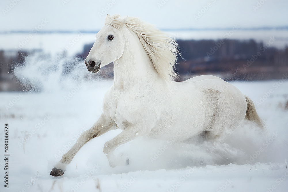 Fototapeta premium White Orlov trotter galloping through the snow