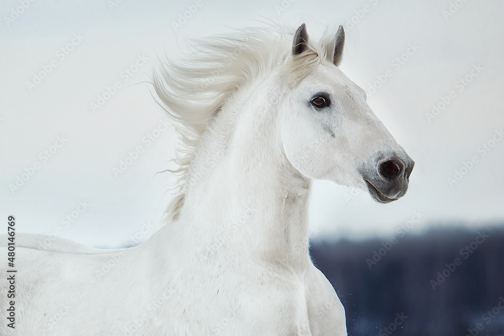 Fototapeta premium White Orlov trotter galloping through the snow