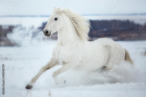 White Orlov trotter galloping through the snow © Дарья Ералева