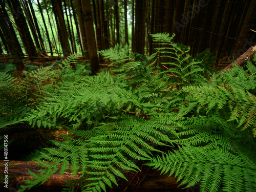 old green forest with lots of fern 