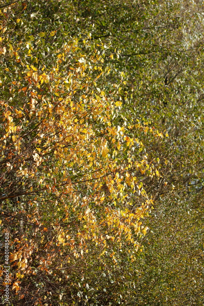 Bunt verfärbtes Herbstlaub an an einer Buche , Deutschland Bunt verfärbtes Herbstlaub an an einer Buche , Deutschland