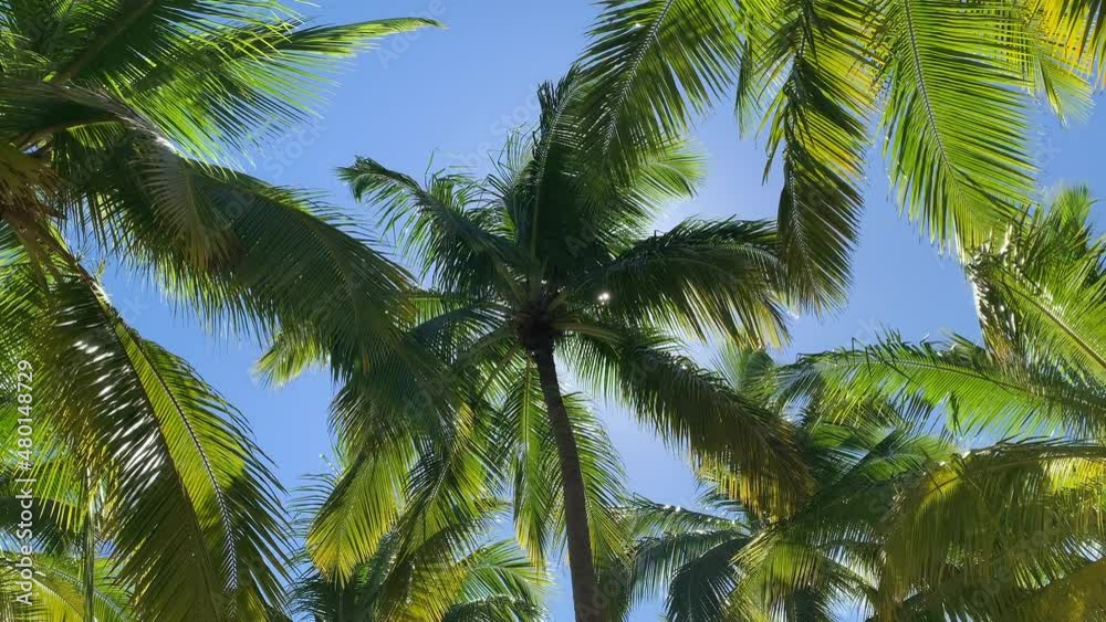 Palm trees are one of the symbols of the Dominican Republic. Palm trees are ornamental plants, and the fruits of coconut and banana palms are an important food product. Palm trees are one of the symbols of the Dominican Republic. Palm trees are ornamental plants, and the fruits of coconut and banana palms are an important food product.