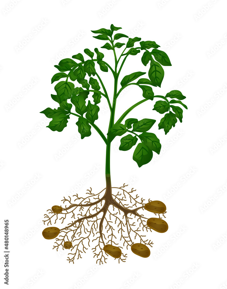 Obraz premium Flat Potato Plant