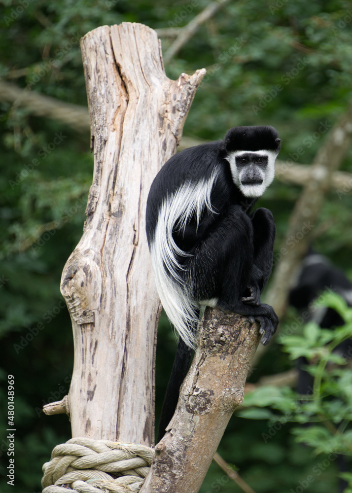 Obraz premium Colobus monkey