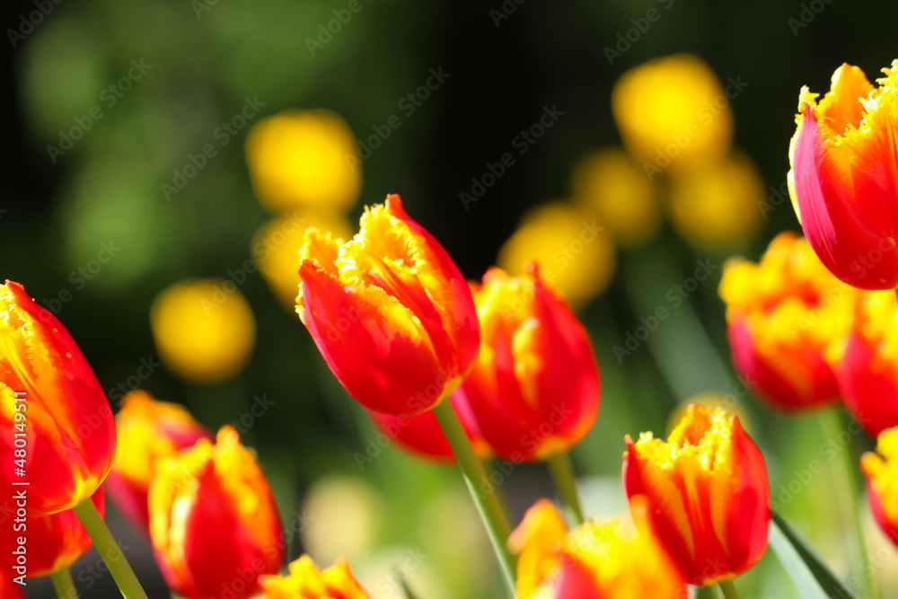 Fototapeta premium Group of red tulips with selective focus in the park. Spring landscape