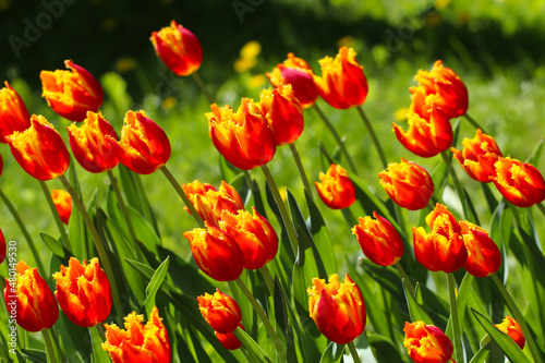 Red Yellow terry tulips with beautiful bouquet background. Nature composition