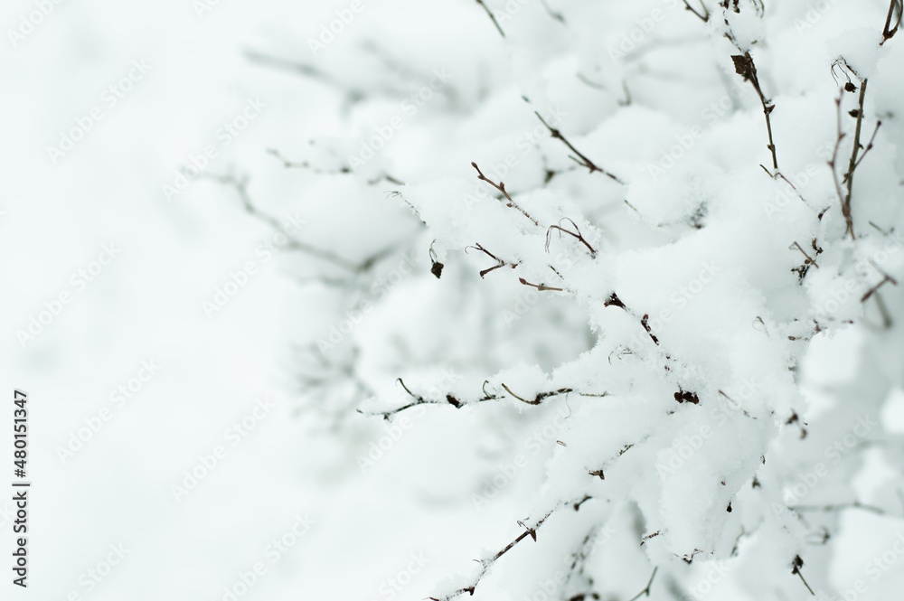Blurred image of tender branches covered with snow on a white winter background.