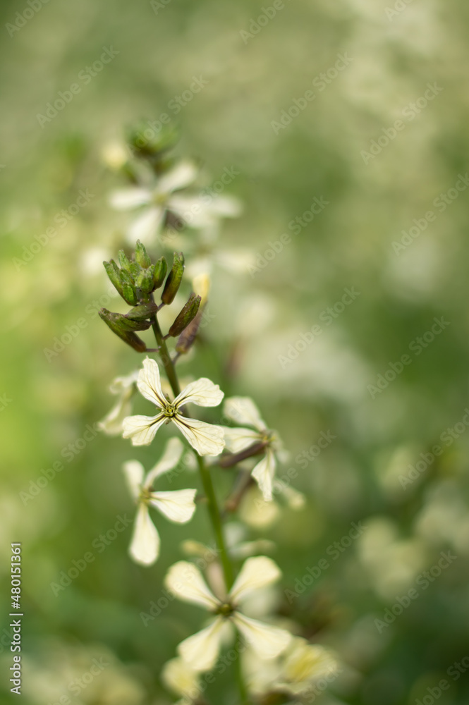 Blurred image of a cruciferous flower on a background of summer greenery. Blurred image of a cruciferous flower on a background of summer greenery.