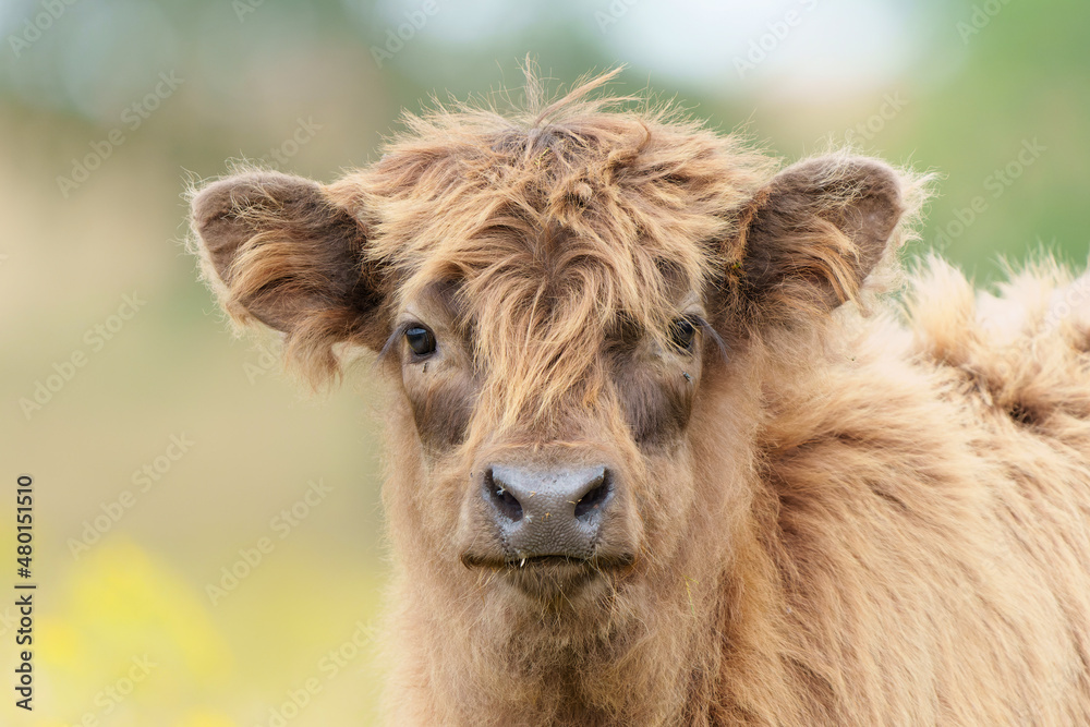 Scottish Higlander or Highland cow cattle (Bos taurus taurus) walking and grazing in a field with yellow flowers in National Park Veluwezoom in the Netherlands.              