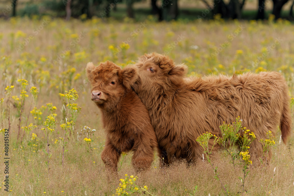 Scottish Higlander or Highland cow cattle (Bos taurus taurus) walking and grazing in a field with yellow flowers in National Park Veluwezoom in the Netherlands. Scottish Higlander or Highland cow cattle (Bos taurus taurus) walking and grazing in a field with yellow flowers in National Park Veluwezoom in the Netherlands.