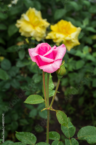 Bud of pink rose with blurred garden on background.