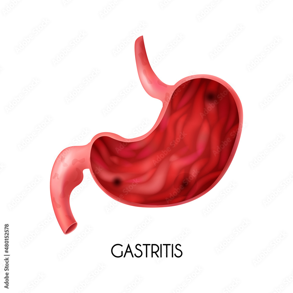 Realistic Stomach Illustration Realistic Stomach Illustration