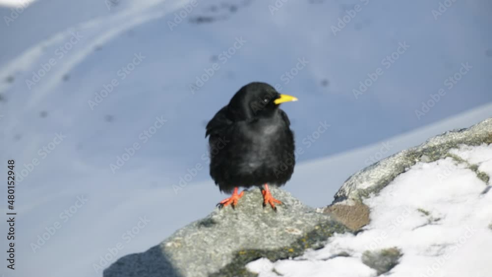 Bird in the Swiss Alps at the Gornergrat.