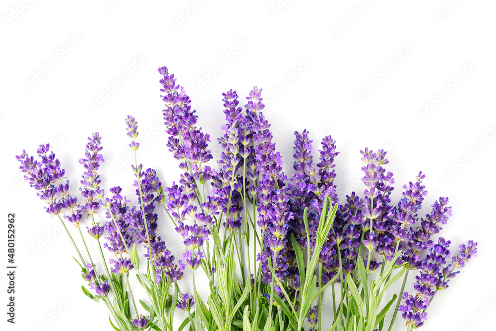 Naklejka premium Aromatic Lavender flowers bundle on a white background. Isolated morning Lavender flowers close-up