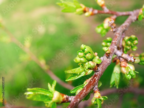 cherry tree branch with swollen buds in spring, blurred background, selective focus. High quality photo