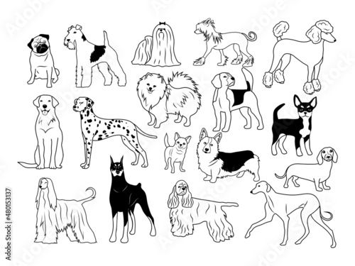 Set of various dogs. Collection of different pedigreed domestic dogs. Playing pets. Vector illustration of cute dog faces. Drawing for children.