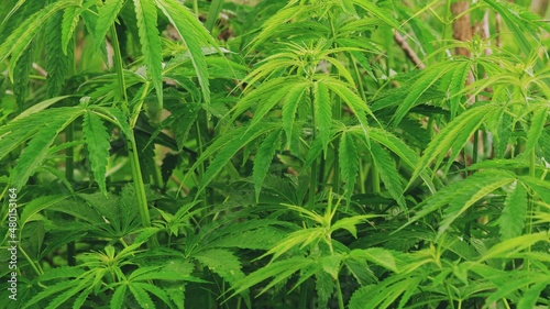 Legal Green Marijuana Cannabis Leaves Growing At Farm In Summer Day, Beautiful Cannabis Background. Cultivation Background. Marijuana Cultivation Green Lush Background Of Leaves. Young Cannabis Plant