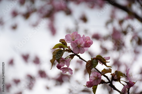 blossom in spring