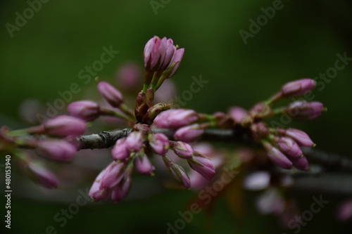 bee on flower