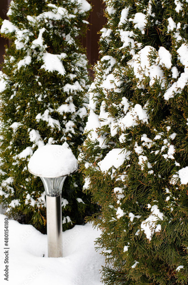 Garden ornamental shrubs under white snow. Studio Photo Garden ornamental shrubs under white snow. Studio Photo