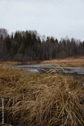 reeds on the river